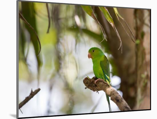 A Plain Parakeet, Brotogeris Tirica, Resting on a Branch-Alex Saberi-Mounted Photographic Print