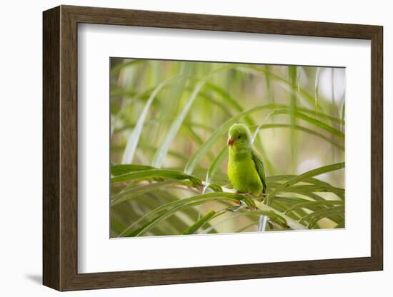 A Plain Parakeet, Brotogeris Tirica, Sits on a Branch in the Atlantic Rainforest, Ubatuba-Alex Saberi-Framed Photographic Print