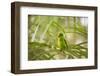 A Plain Parakeet, Brotogeris Tirica, Sits on a Branch in the Atlantic Rainforest, Ubatuba-Alex Saberi-Framed Photographic Print