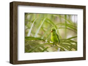 A Plain Parakeet, Brotogeris Tirica, Sits on a Branch in the Atlantic Rainforest, Ubatuba-Alex Saberi-Framed Photographic Print