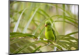 A Plain Parakeet, Brotogeris Tirica, Sits on a Branch in the Atlantic Rainforest, Ubatuba-Alex Saberi-Mounted Photographic Print
