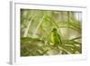 A Plain Parakeet, Brotogeris Tirica, Sits on a Branch in the Atlantic Rainforest, Ubatuba-Alex Saberi-Framed Photographic Print