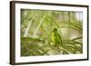 A Plain Parakeet, Brotogeris Tirica, Sits on a Branch in the Atlantic Rainforest, Ubatuba-Alex Saberi-Framed Photographic Print