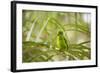 A Plain Parakeet, Brotogeris Tirica, Sits on a Branch in the Atlantic Rainforest, Ubatuba-Alex Saberi-Framed Photographic Print
