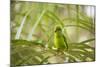 A Plain Parakeet, Brotogeris Tirica, Sits on a Branch in the Atlantic Rainforest, Ubatuba-Alex Saberi-Mounted Photographic Print