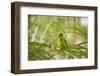 A Plain Parakeet, Brotogeris Tirica, Sits on a Branch in the Atlantic Rainforest, Ubatuba-Alex Saberi-Framed Premium Photographic Print