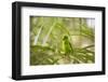A Plain Parakeet, Brotogeris Tirica, Sits on a Branch in the Atlantic Rainforest, Ubatuba-Alex Saberi-Framed Premium Photographic Print