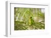 A Plain Parakeet, Brotogeris Tirica, Sits on a Branch in the Atlantic Rainforest, Ubatuba-Alex Saberi-Framed Premium Photographic Print