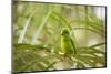 A Plain Parakeet, Brotogeris Tirica, Sits on a Branch in the Atlantic Rainforest, Ubatuba-Alex Saberi-Mounted Premium Photographic Print