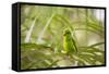 A Plain Parakeet, Brotogeris Tirica, Sits on a Branch in the Atlantic Rainforest, Ubatuba-Alex Saberi-Framed Stretched Canvas