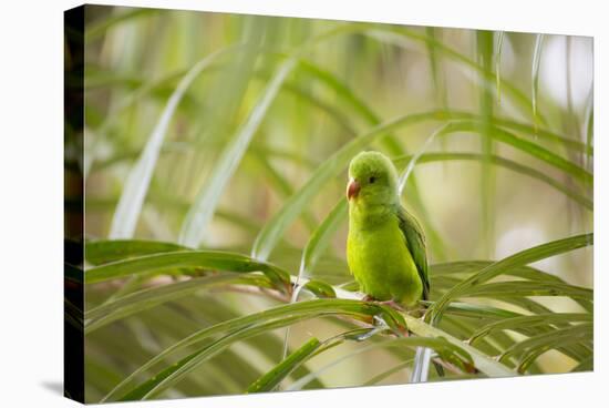 A Plain Parakeet, Brotogeris Tirica, Sits on a Branch in the Atlantic Rainforest, Ubatuba-Alex Saberi-Stretched Canvas