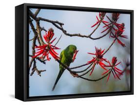 A Plain Parakeet Resting and Eating on a Coral Tree in Sao Paulo's Ibirapuera Park-Alex Saberi-Framed Stretched Canvas