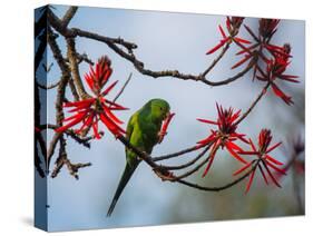A Plain Parakeet Resting and Eating on a Coral Tree in Sao Paulo's Ibirapuera Park-Alex Saberi-Stretched Canvas