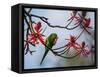 A Plain Parakeet Resting and Eating on a Coral Tree in Sao Paulo's Ibirapuera Park-Alex Saberi-Framed Stretched Canvas