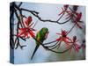 A Plain Parakeet Resting and Eating on a Coral Tree in Sao Paulo's Ibirapuera Park-Alex Saberi-Stretched Canvas