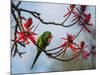 A Plain Parakeet Resting and Eating on a Coral Tree in Sao Paulo's Ibirapuera Park-Alex Saberi-Mounted Photographic Print