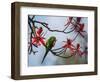 A Plain Parakeet Resting and Eating on a Coral Tree in Sao Paulo's Ibirapuera Park-Alex Saberi-Framed Photographic Print