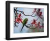 A Plain Parakeet Resting and Eating on a Coral Tree in Sao Paulo's Ibirapuera Park-Alex Saberi-Framed Photographic Print