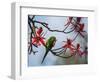 A Plain Parakeet Resting and Eating on a Coral Tree in Sao Paulo's Ibirapuera Park-Alex Saberi-Framed Photographic Print