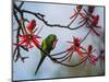 A Plain Parakeet Resting and Eating on a Coral Tree in Sao Paulo's Ibirapuera Park-Alex Saberi-Mounted Photographic Print