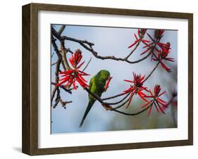 A Plain Parakeet Resting and Eating on a Coral Tree in Sao Paulo's Ibirapuera Park-Alex Saberi-Framed Photographic Print