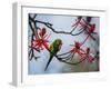 A Plain Parakeet Resting and Eating on a Coral Tree in Sao Paulo's Ibirapuera Park-Alex Saberi-Framed Photographic Print