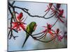 A Plain Parakeet Resting and Eating on a Coral Tree in Sao Paulo's Ibirapuera Park-Alex Saberi-Mounted Photographic Print