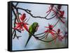 A Plain Parakeet Resting and Eating on a Coral Tree in Sao Paulo's Ibirapuera Park-Alex Saberi-Framed Stretched Canvas