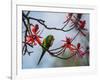 A Plain Parakeet Resting and Eating on a Coral Tree in Sao Paulo's Ibirapuera Park-Alex Saberi-Framed Photographic Print