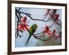 A Plain Parakeet Resting and Eating on a Coral Tree in Sao Paulo's Ibirapuera Park-Alex Saberi-Framed Photographic Print