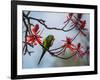 A Plain Parakeet Resting and Eating on a Coral Tree in Sao Paulo's Ibirapuera Park-Alex Saberi-Framed Photographic Print