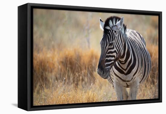 A Plains Zebra, Equus Quagga, Stands in Tall Grass at Sunset-Alex Saberi-Framed Stretched Canvas