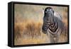 A Plains Zebra, Equus Quagga, Stands in Tall Grass at Sunset-Alex Saberi-Framed Stretched Canvas