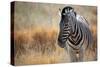 A Plains Zebra, Equus Quagga, Stands in Tall Grass at Sunset-Alex Saberi-Stretched Canvas