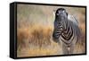 A Plains Zebra, Equus Quagga, Stands in Tall Grass at Sunset-Alex Saberi-Framed Stretched Canvas