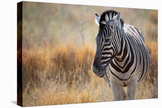 A Plains Zebra, Equus Quagga, Stands in Tall Grass at Sunset-Alex Saberi-Stretched Canvas