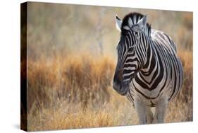 A Plains Zebra, Equus Quagga, Stands in Tall Grass at Sunset-Alex Saberi-Stretched Canvas