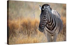 A Plains Zebra, Equus Quagga, Stands in Tall Grass at Sunset-Alex Saberi-Stretched Canvas