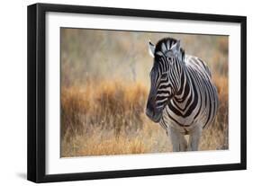 A Plains Zebra, Equus Quagga, Stands in Tall Grass at Sunset-Alex Saberi-Framed Photographic Print