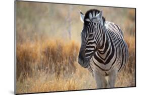 A Plains Zebra, Equus Quagga, Stands in Tall Grass at Sunset-Alex Saberi-Mounted Photographic Print