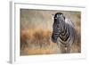 A Plains Zebra, Equus Quagga, Stands in Tall Grass at Sunset-Alex Saberi-Framed Photographic Print