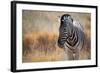 A Plains Zebra, Equus Quagga, Stands in Tall Grass at Sunset-Alex Saberi-Framed Photographic Print