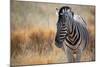 A Plains Zebra, Equus Quagga, Stands in Tall Grass at Sunset-Alex Saberi-Mounted Photographic Print