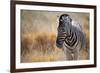 A Plains Zebra, Equus Quagga, Stands in Tall Grass at Sunset-Alex Saberi-Framed Photographic Print