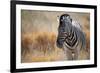 A Plains Zebra, Equus Quagga, Stands in Tall Grass at Sunset-Alex Saberi-Framed Photographic Print