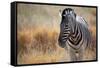 A Plains Zebra, Equus Quagga, Stands in Tall Grass at Sunset-Alex Saberi-Framed Stretched Canvas