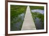 A plank pathway in Landmannalaugar, Iceland-Keren Su-Framed Photographic Print