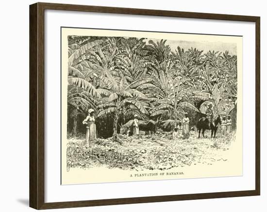 A Plantation of Bananas-null-Framed Giclee Print