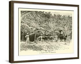 A Plantation of Bananas-null-Framed Giclee Print