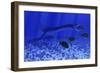 A Plesiosaurus Marine Reptile Attacks a School of Dapedius Fish-Stocktrek Images-Framed Art Print